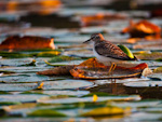 Least Sandpiper On Lily Pad